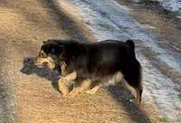 Sammy, a male Miniature Australian Shepherd for sale in Warrenton, NC – Photo 8 of 8