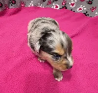 Sammy, a male Miniature Australian Shepherd for sale in Warrenton, NC – Photo 6 of 8
