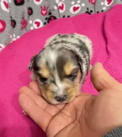 Sammy, a male Miniature Australian Shepherd for sale in Warrenton, NC – Photo 2 of 8