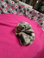 Sammy, a male Miniature Australian Shepherd for sale in Warrenton, NC – Photo 3 of 8