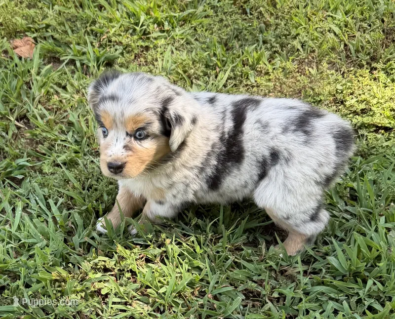 Lucy – Australian Shepherd puppy for sale in Warrenton, NC