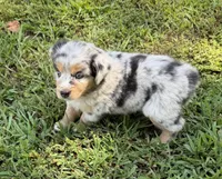 Lucy, a female Australian Shepherd for sale in Warrenton, NC – 1 of 10