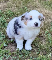 Prince, a male Miniature Australian Shepherd for sale in Warrenton, NC – 3 of 9