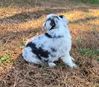 Sugar, a female Miniature Australian Shepherd for sale in Warrenton, NC – Photo 6 of 10