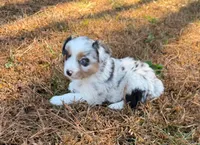 Sugar, a female Miniature Australian Shepherd for sale in Warrenton, NC – Photo 1 of 10