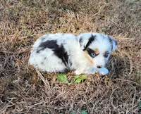 Sugar, a female Miniature Australian Shepherd for sale in Warrenton, NC – Photo 5 of 10