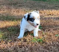 Sugar, a female Miniature Australian Shepherd for sale in Warrenton, NC – Photo 4 of 10