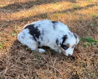 Sugar, a female Miniature Australian Shepherd for sale in Warrenton, NC – Photo 3 of 10