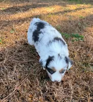 Sugar, a female Miniature Australian Shepherd for sale in Warrenton, NC – Photo 7 of 10