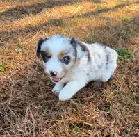 Sugar, a female Miniature Australian Shepherd for sale in Warrenton, NC – Photo 8 of 10