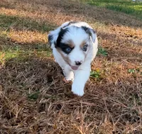 Sugar, a female Miniature Australian Shepherd for sale in Warrenton, NC – Photo 2 of 10