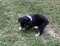Bruno, a male Australian Shepherd for sale in Warrenton, NC – 8 of 10