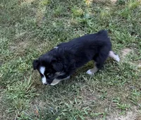 Junior, a male Australian Shepherd for sale in Warrenton, NC – 2 of 8