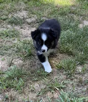 Jason, a male Australian Shepherd for sale in Warrenton, NC – 2 of 10