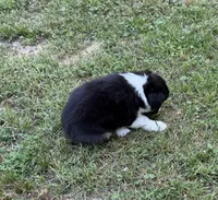 Daisy, a female Australian Shepherd for sale in Warrenton, NC – 7 of 9