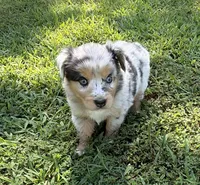 Lucy, a female Australian Shepherd for sale in Warrenton, NC – 6 of 10