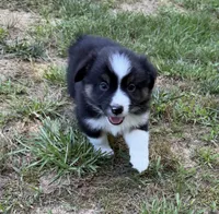 Jason, a male Australian Shepherd for sale in Warrenton, NC – 1 of 10