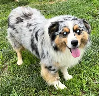 Prince, a male Miniature Australian Shepherd for sale in Warrenton, NC – 8 of 9