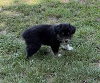 Bruno, a male Australian Shepherd for sale in Warrenton, NC – 5 of 10