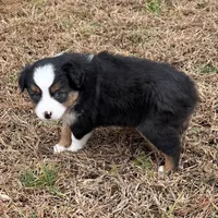 Jenny, a female Miniature Australian Shepherd for sale in Warrenton, NC – Photo 4 of 6