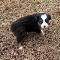 Jenny, a female Miniature Australian Shepherd for sale in Warrenton, NC – Photo 2 of 6