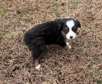 Jenny, a female Miniature Australian Shepherd for sale in Warrenton, NC – Photo 2 of 6
