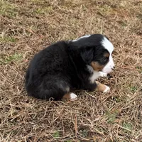 Jenny, a female Miniature Australian Shepherd for sale in Warrenton, NC – Photo 6 of 6