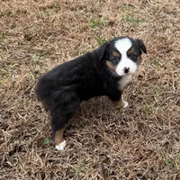 Jenny, a female Miniature Australian Shepherd for sale in Warrenton, NC – Photo 1 of 6