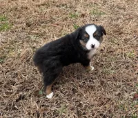 Jenny, a female Miniature Australian Shepherd for sale in Warrenton, NC – Photo 1 of 6
