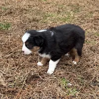 Jenny, a female Miniature Australian Shepherd for sale in Warrenton, NC – Photo 5 of 6