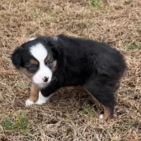 Jenny, a female Miniature Australian Shepherd for sale in Warrenton, NC – Photo 3 of 6