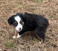 Jenny, a female Miniature Australian Shepherd for sale in Warrenton, NC – Photo 3 of 6