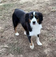 Jason, a male Australian Shepherd for sale in Warrenton, NC – 10 of 10