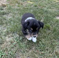 Bruno, a male Australian Shepherd for sale in Warrenton, NC – 2 of 10