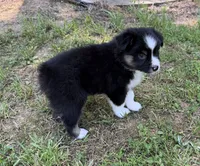 Jason, a male Australian Shepherd for sale in Warrenton, NC – 8 of 10