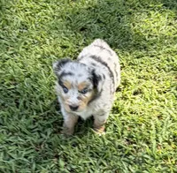 Lucy, a female Australian Shepherd for sale in Warrenton, NC – 3 of 10