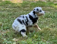 Princess, a female Miniature Australian Shepherd for sale in Warrenton, NC – 6 of 9