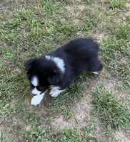 Jason, a male Australian Shepherd for sale in Warrenton, NC – 6 of 10