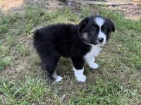 Jason, a male Australian Shepherd for sale in Warrenton, NC – 7 of 10