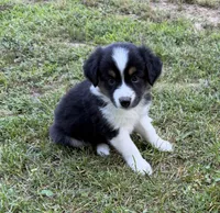 Daisy, a female Australian Shepherd for sale in Warrenton, NC – 3 of 9