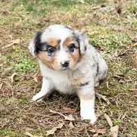 Bo, a male Australian Shepherd for sale in Warrenton, NC – Photo 6 of 10