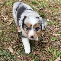 Bo, a male Australian Shepherd for sale in Warrenton, NC – Photo 1 of 10