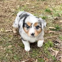 Bo, a male Australian Shepherd for sale in Warrenton, NC – Photo 2 of 10