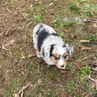 Bo, a male Australian Shepherd for sale in Warrenton, NC – Photo 4 of 10