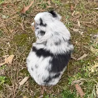 Bo, a male Australian Shepherd for sale in Warrenton, NC – Photo 5 of 10