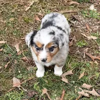 Bo, a male Australian Shepherd for sale in Warrenton, NC – Photo 3 of 10