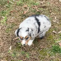 Bo, a male Australian Shepherd for sale in Warrenton, NC – Photo 8 of 10