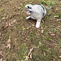 Bo, a male Australian Shepherd for sale in Warrenton, NC – Photo 7 of 10