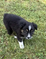 Melina, a female Australian Shepherd for sale in Warrenton, NC – 8 of 10