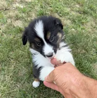 Mr. Fluffy, a male Australian Shepherd for sale in Warrenton, NC – 1 of 9